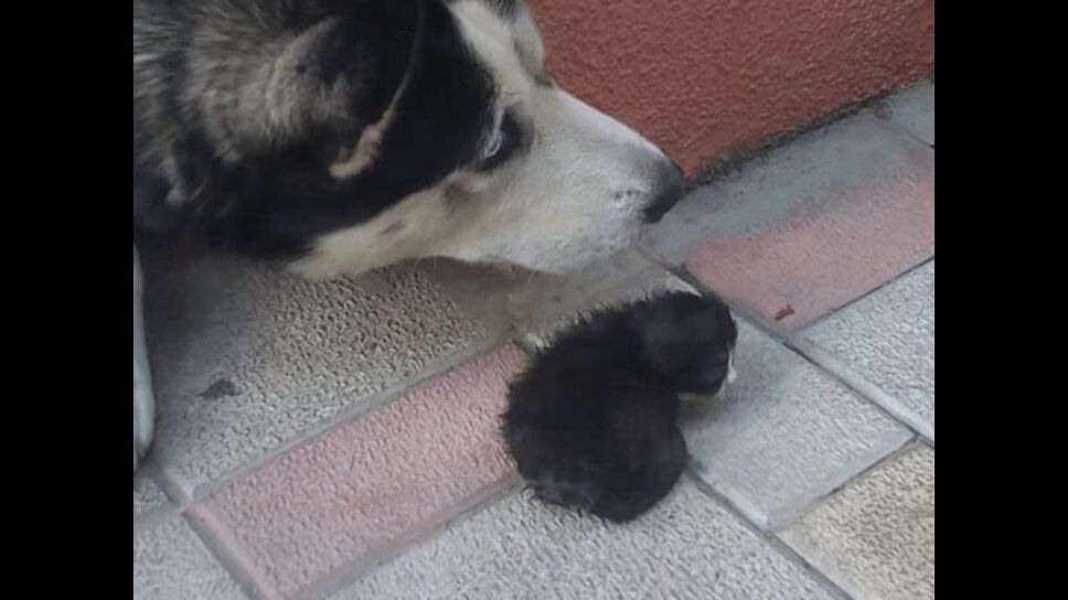 Adorable Husky Adopts Tiny Kitten -- Well, For a Few Minutes (VIDEO)