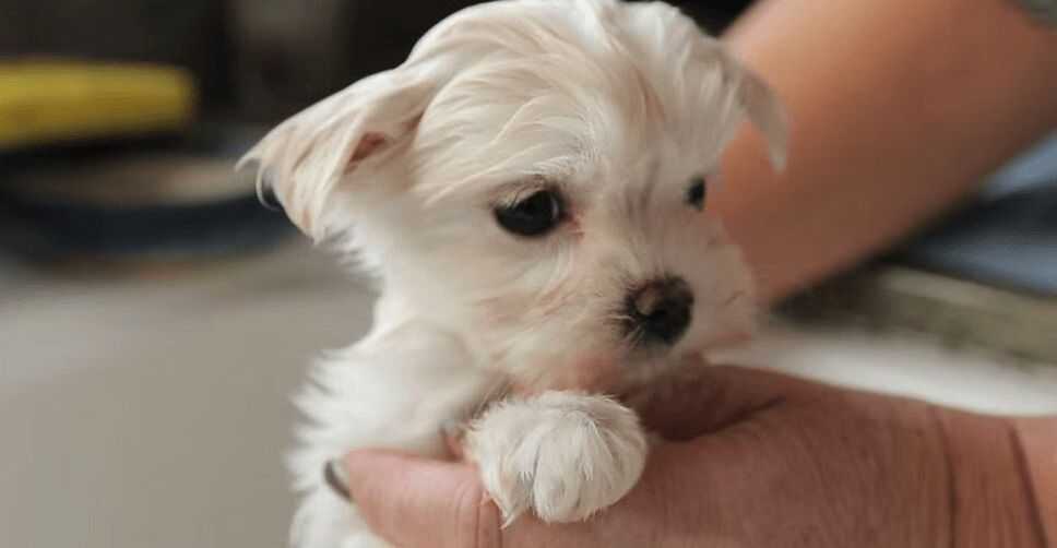 Adorable Maltese Puppy Takes A Bath - What a Cutie! (VIDEO)