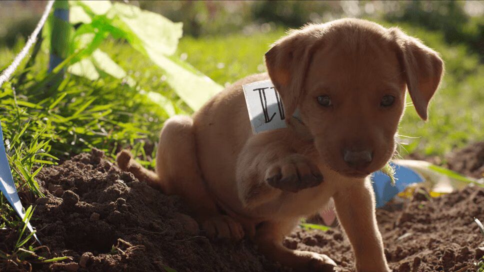 Adorable Puppies Have Muddy Race - And Show Great Sportsmanship! (VIDEO)