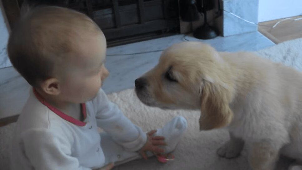 Adorable Puppy and Little Baby Meet For First Time - So Cute! (VIDEO)