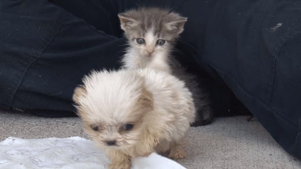 Adorable Rescue Puppy and Kitten Are Best Friends (VIDEO)