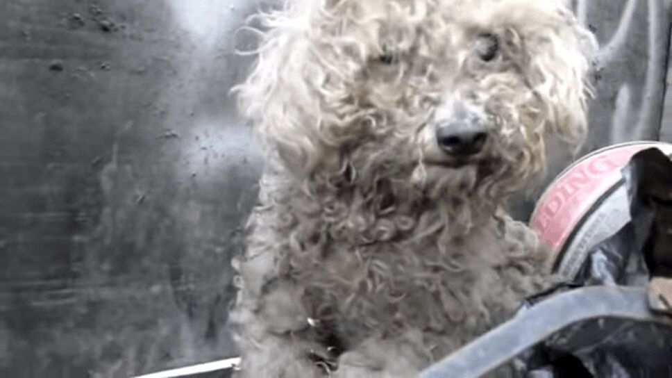 Blind Dog Saved From Trash Pile - Watch Her Emotional Rescue! (VIDEO)