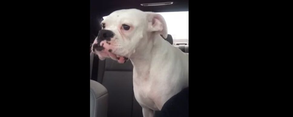 Boxer Dog Throws Hissy Fit Over Having To Leave Park (VIDEO)