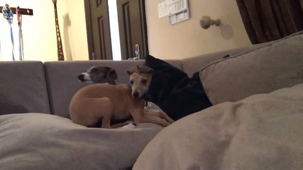 Dog Throws Epic Temper Tantrum When Owner Won't Share Wendy's (VIDEO)