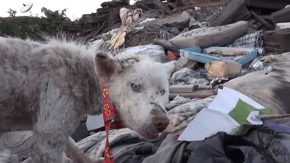 Homeless Husky Living In Trash Is Rescued - And Makes A New Friend! (VIDEO)
