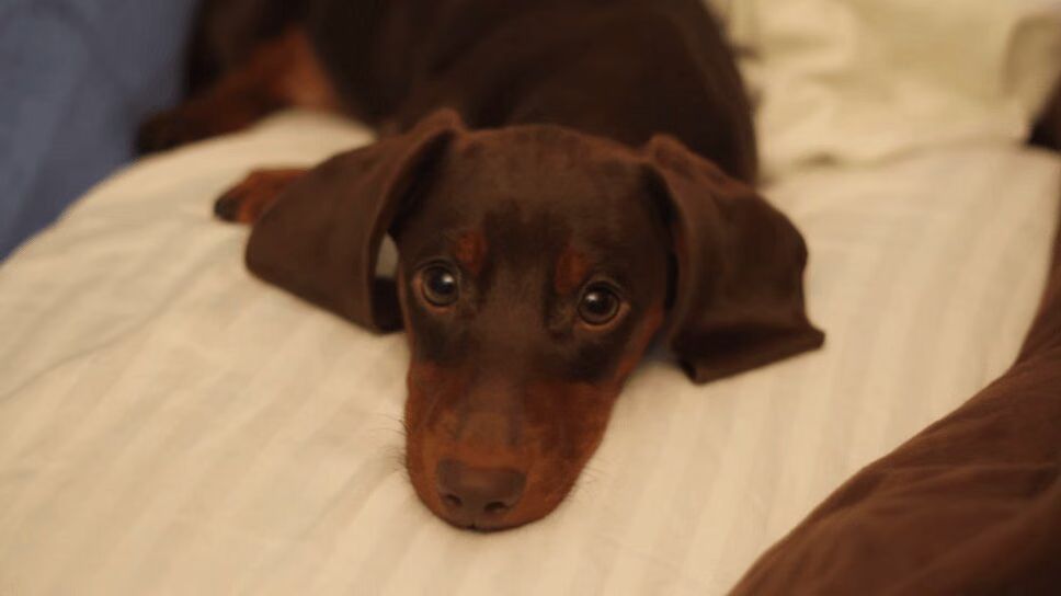 Lovable Dachshund Puppy Gets Sassy - So Cute! (VIDEO)
