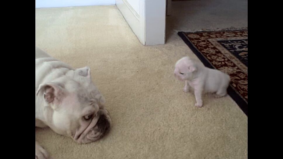 Precious Bulldog Puppy Throws Temper Tantrum At Mother (VIDEO)