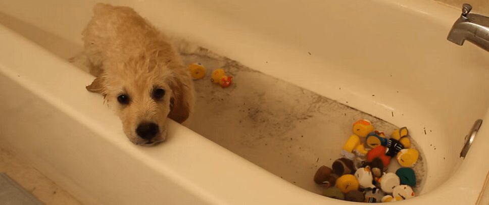 Precious Golden Retriever Puppy Takes First Bath - So Cute! (VIDEO)