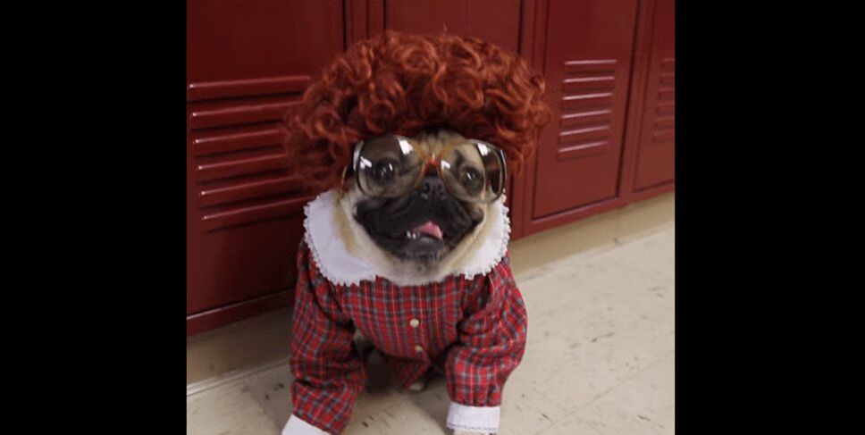 Precious Pug Recreates Netflix Hit 'Stranger Things' (VIDEO)