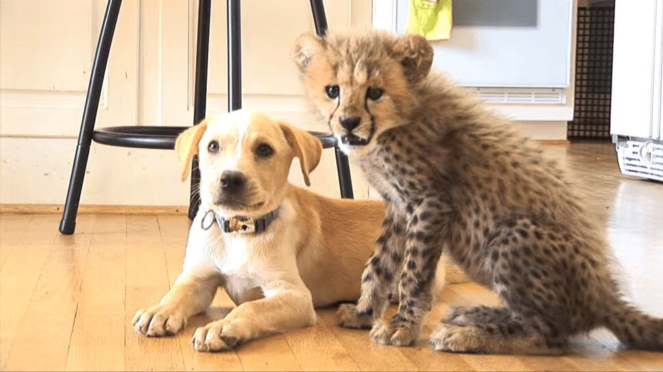 Precious Puppy and Cheetah Cub Form Adorable Friendship (VIDEO)