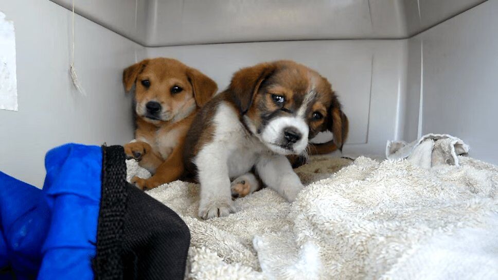 Precious Terrier and Two Puppies Rescued From Streets of L.A. (VIDEO)