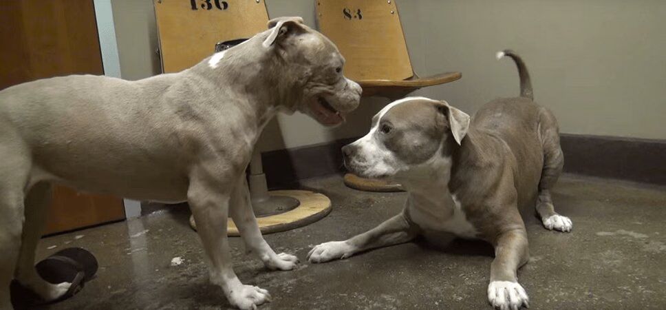 Rescue Pit Bulls Dance and Play Together - So Cute! (VIDEO)