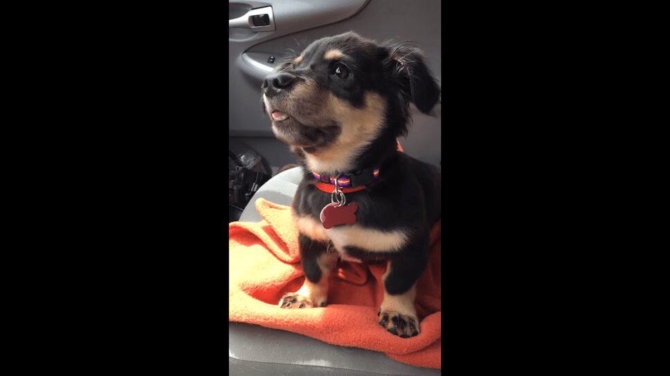 Rescue Puppy Throws Hissy Fit When Mom Says He Can't Sit On Her Lap (VIDEO)