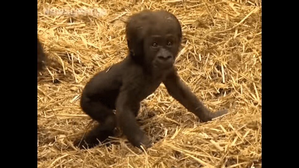 Adorable Baby Gorilla Takes First Steps (VIDEO)