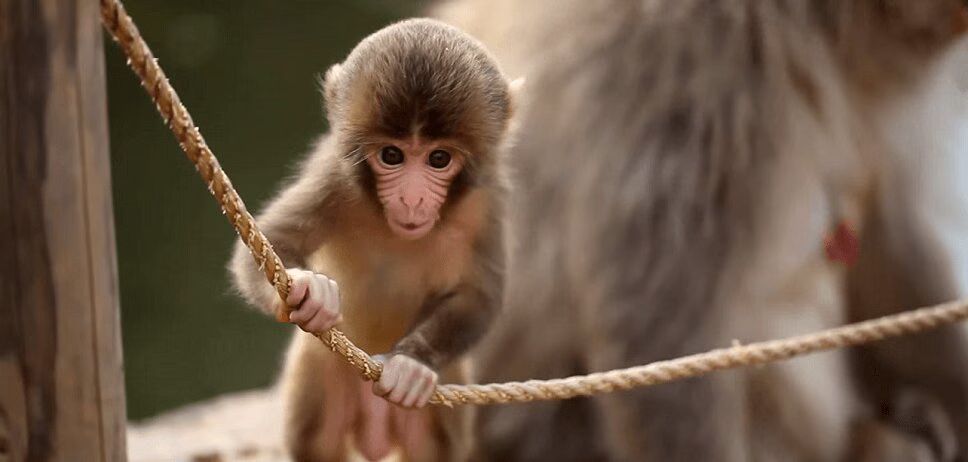 Adorable Baby Monkey Plays On A Rope - Too Cute! (VIDEO)