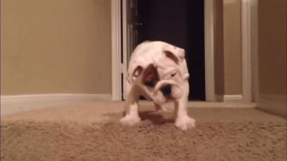 Adorable Bulldog Puppy Tries Going Down Stairs For First Time (VIDEO)