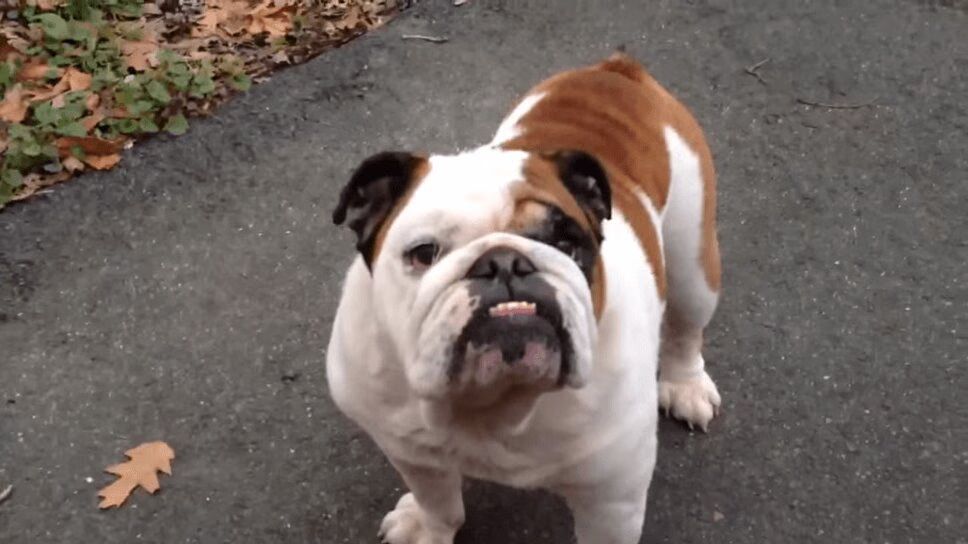 Adorable Bulldog Welcomes Owner Home For Christmas (VIDEO)