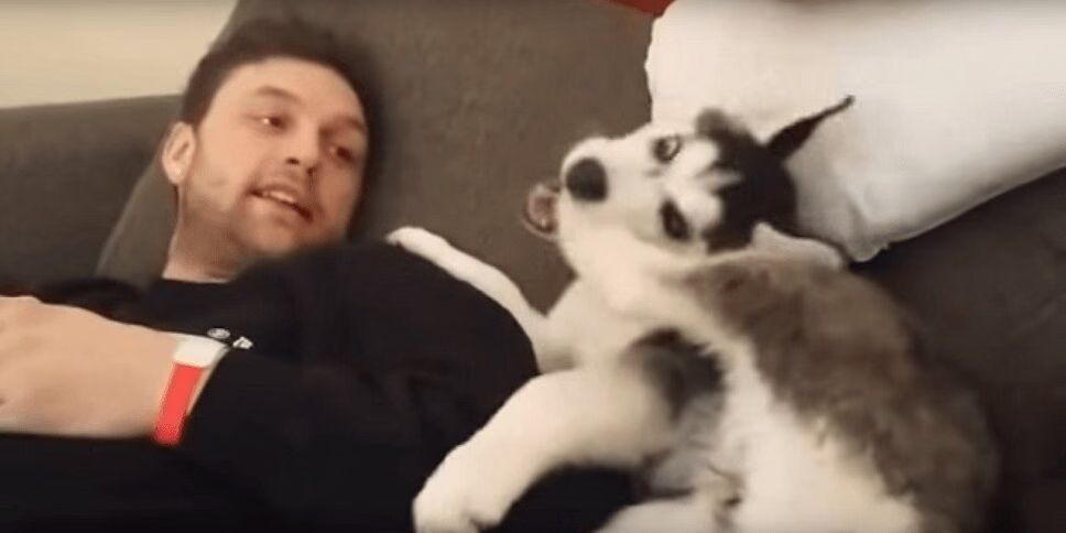 Adorable Husky Puppy Argues With Owner - And Puts Foot In Mouth! (VIDEO)