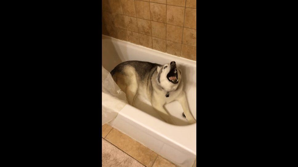 Adorable Husky Throws Bath Tub Temper Tantrum (VIDEO)