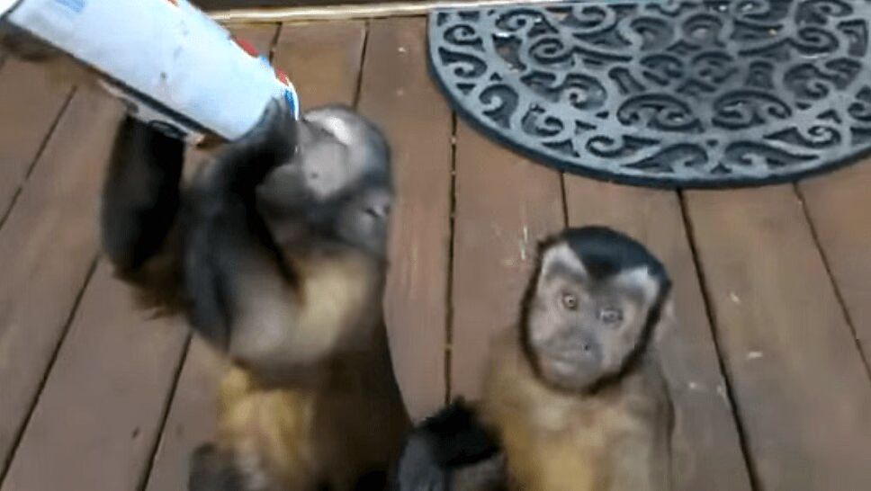 Adorable Monkeys Are Obsessed With Whipped Cream (VIDEO)