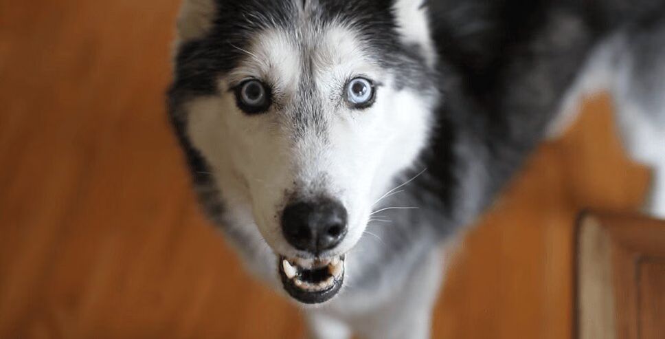 Adorable Talking Husky Wants Waffles (VIDEO)