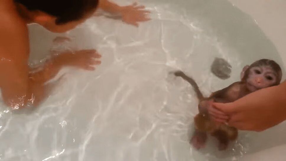 Baby Monkey Enjoys Bath Time With Best Friend (VIDEO)