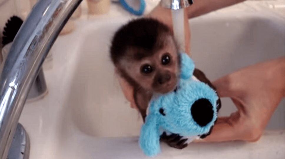 Baby Monkey Gets A Bath - What a Cutie! (VIDEO)