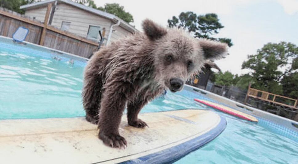 Cute Bear Cub Plays With Surfboard In Swimming Pool (VIDEO)