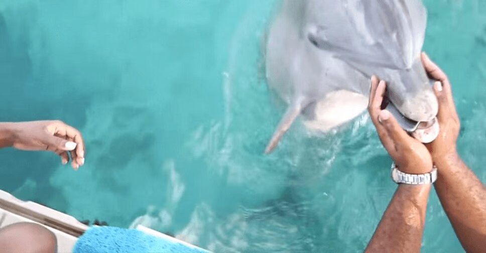Dolphin Returns Lost Phone To Cheerleader (VIDEO)