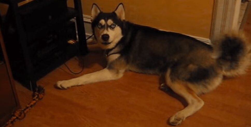 Husky Is Heartbroken to Lose Favorite Bone (VIDEO)