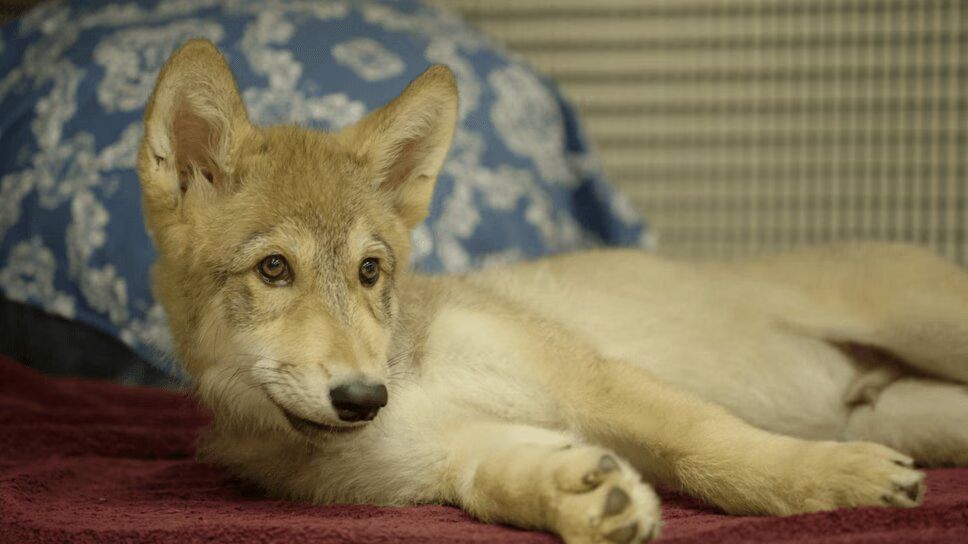 Little Wolf Puppy Has A Blast At San Diego Zoo (VIDEO)