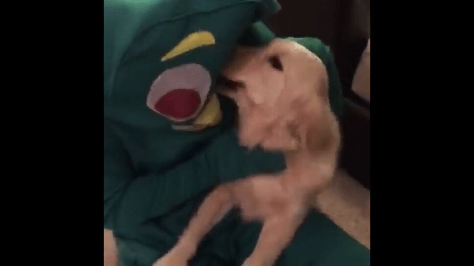Man Dresses Up As His Dog's Favorite Toy For Halloween (VIDEO)