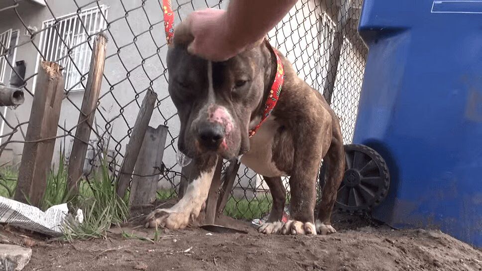 Pit Bull Rescued After Attack By Neighborhood Kids (VIDEO)