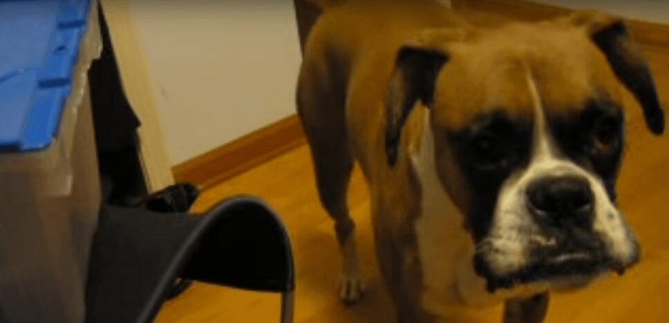 Precious Boxer Dog Argues With Owner About Bed Time (VIDEO)
