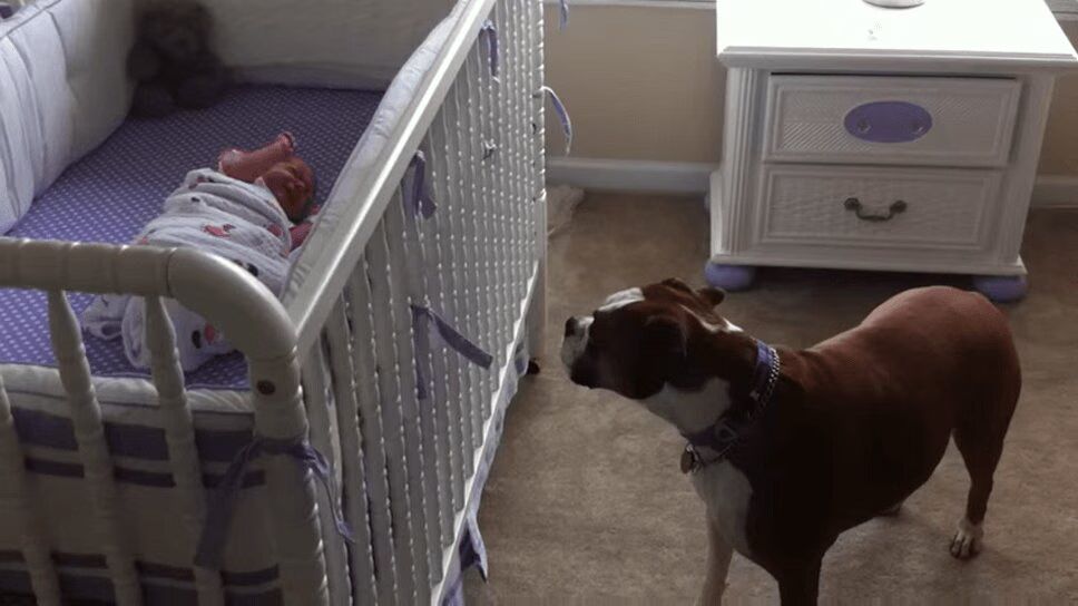 Precious Boxer Dog Responds To Cries of Newborn Baby (VIDEO)