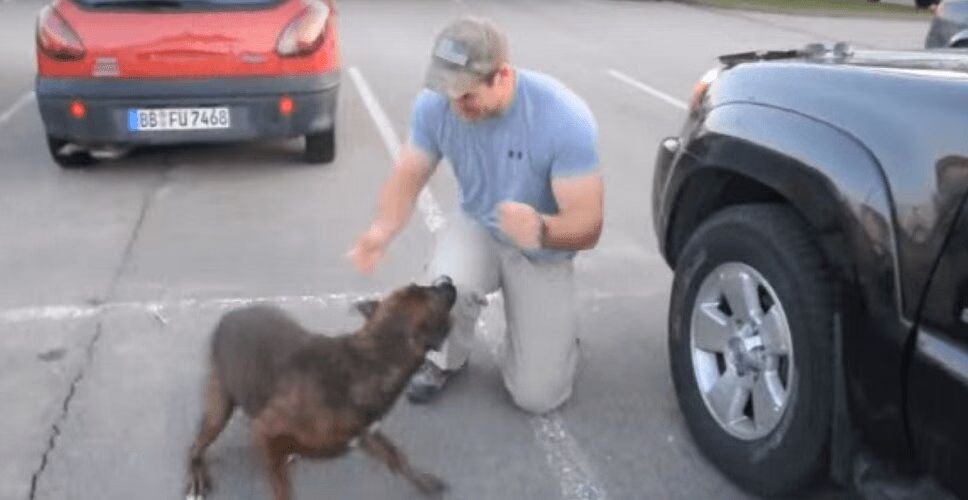 Precious Boxer Dog Welcomes Soldier Back Home (VIDEO)