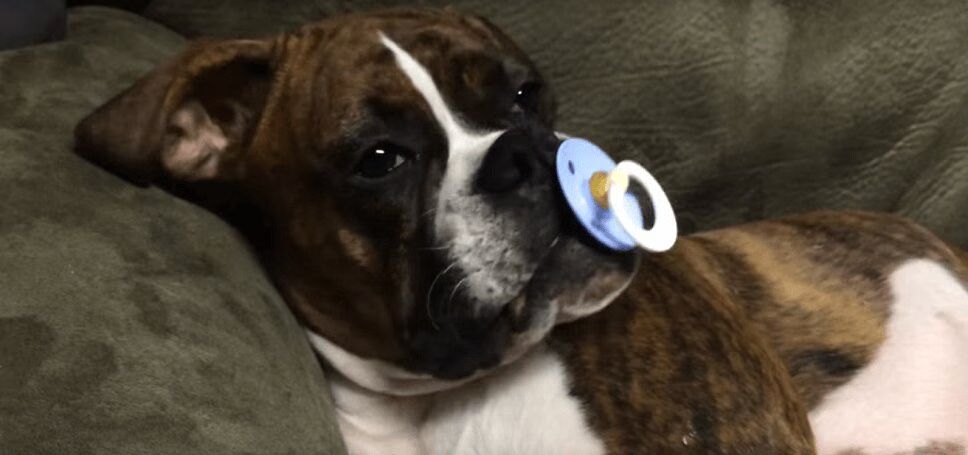 Precious Boxer Dog Won't Sleep Without Her Pacifier (VIDEO)