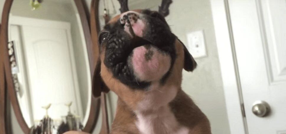 Precious Boxer Puppy Practices His Howling (VIDEO)