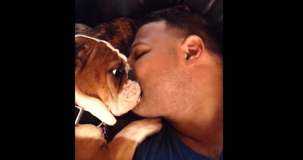 Precious Bulldog Puppy Can't Stop Kissing Owner (VIDEO)