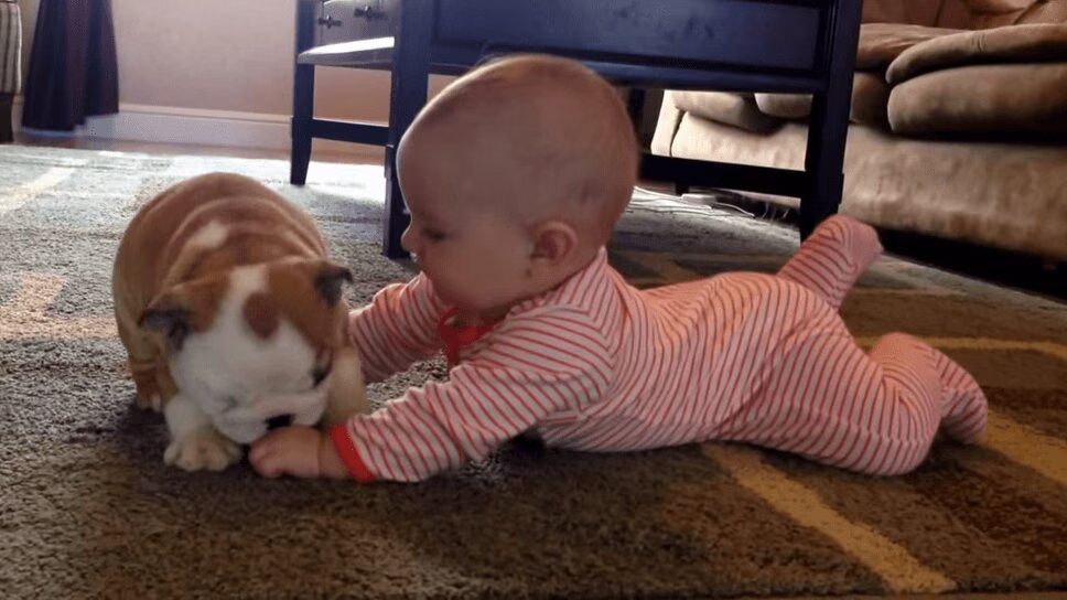 Precious Bulldog Puppy Kisses Baby (VIDEO)