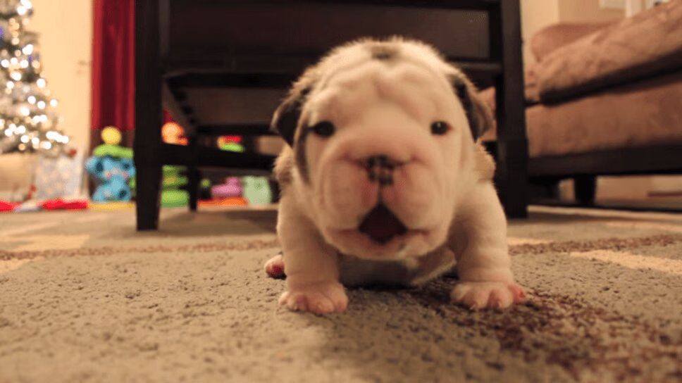 Precious Bulldog Puppy Learns How To Walk - And Gets Feisty! (VIDEO)