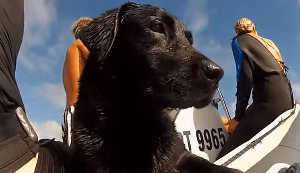 Precious Dog Goes Swimming With Dolphins - So Cute! (VIDEO)