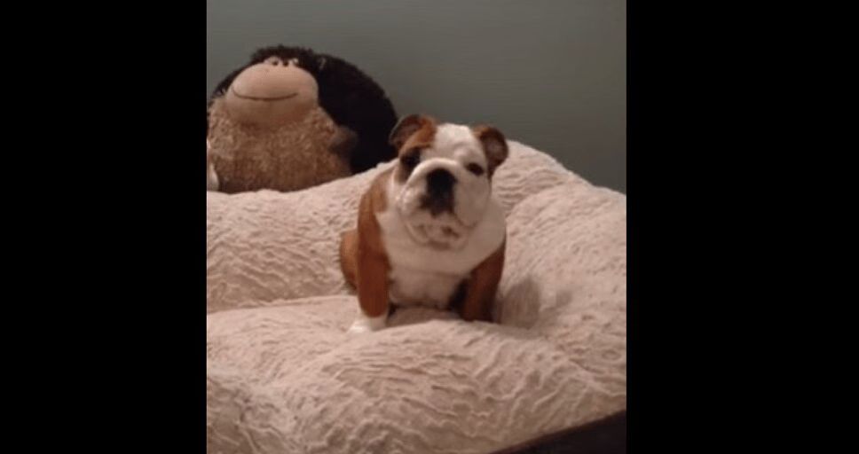 Precious English Bulldog Puppy Loves His New Bed (VIDEO)