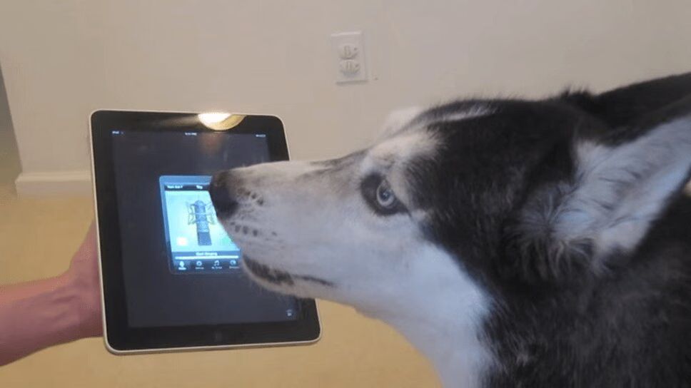 Precious Husky Gets Autotuned - Listen To Her First Song! (VIDEO)