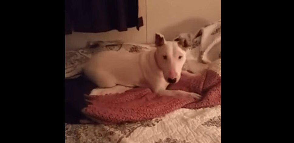 Precious Rescue Dog Experiences Bed For First Time (VIDEO)