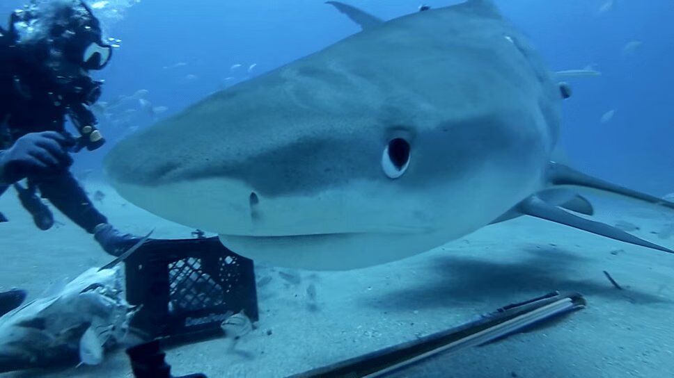 Tiger Sharks Get Up Close To Brave Divers (VIDEO)