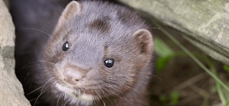 Adorable Baby Mink Loves To Play - So Cute! (VIDEO)