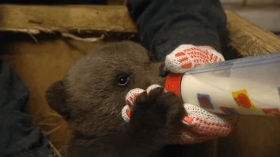 Adorable Bear Cub Gets First Drink From Bottle (VIDEO)
