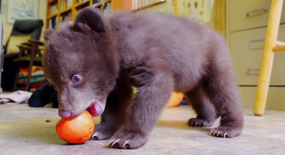 Adorable Bear Cub Is Hand-Raised After Being Orphaned (VIDEO)