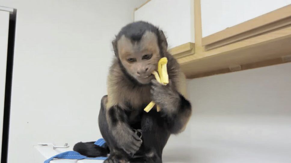 Adorable Capuchin Monkey Is Obsessed With French Fries (VIDEO)